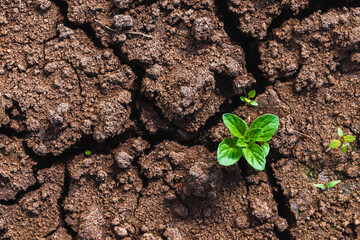 Small green sprout grows in dry cracked soil, top view