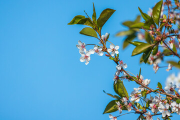 Cherry blossom, white flowers on tree branches are under blue sky