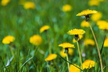 Yellow dandelion flowers on a sunny day. Close up photo