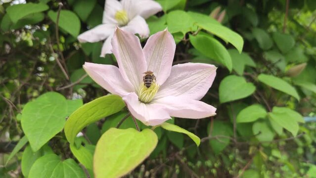 bee collects honey from climatis flowers close-up