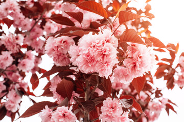 Blooming branches of pink sakura on a background of white sky, selective focus. Natural background with flowers