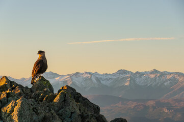bird on the top of a mountain