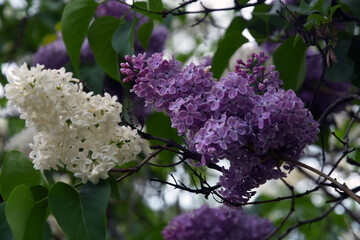 Obraz premium Lilac flowers in spring