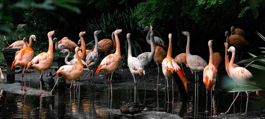 Fotobehang flamingos in the lake © Yannick