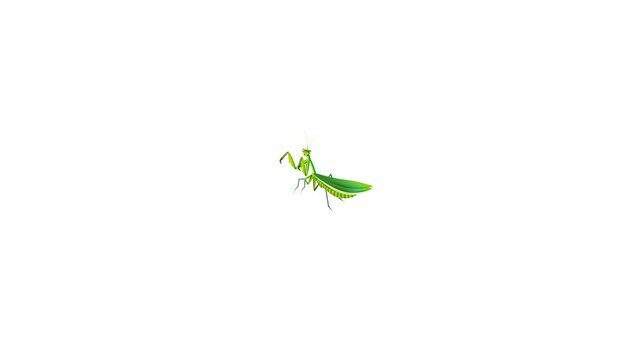 Grasshopper animation 2d animated background, insect