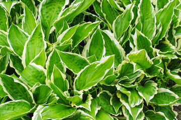 decorative shrub Hosta growing on the ground in the sun's rays