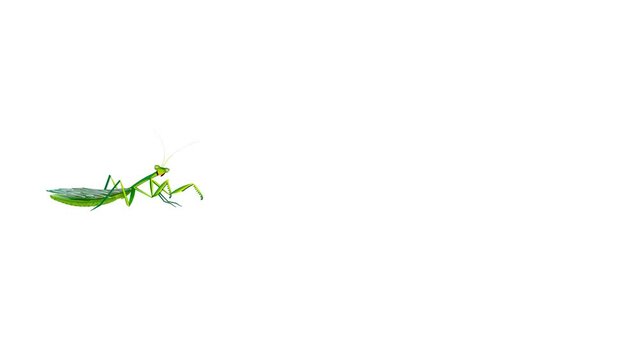 Grasshopper animation 2d animated background, insect