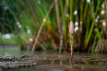 Unbloomed Water Lily in Pond