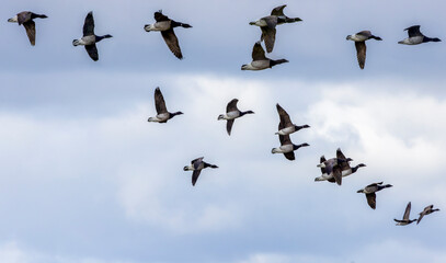 Group light bellied Brent Geese 
