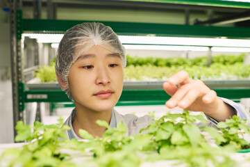 Focus on face of young Asian female agro engineer choosing green seedlings of new sorts of leafy vegetables growing on vertical trusses