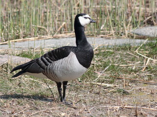 Barnacle Goose in Helsinki, Finland.