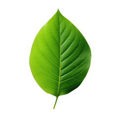 Green leaf isolated on white background with clipping path. Top view. Flat lay. Created with Generative AI tools