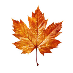 Fototapeta premium Autumn maple leaf isolated on white background. Flat lay, top view. Created with Generative AI tools
