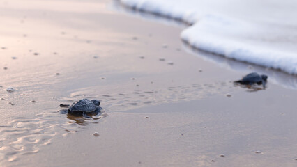 Olive Ridley turtle hatchling crawling on sand of sea beach towards the ocean leaving mark on sand. white sea foam of wave seen at a distance. Concept of children aspiring towards bright future.
