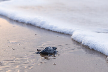 Olive Ridley turtle hatchling crawling on sand of sea beach towards the ocean leaving mark on sand. white sea foam of wave seen at a distance. Concept of children aspiring towards bright future.