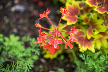 Backyard Garden Hibiscus Morning Glory