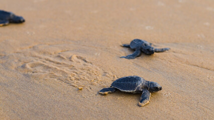 Baby newborn sea turtle hatchlings taking their first steps on the sand of sea beach leaving trail marks towards the ocean. This hatchling is of olive Ridley turtle species.