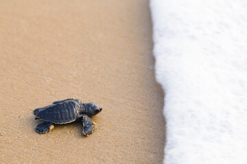 baby sea turtle crawling towards sea foam of waves. olive ridley turtle hatchling walks on sand...