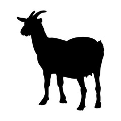 kambing sheep qurban sillhouette