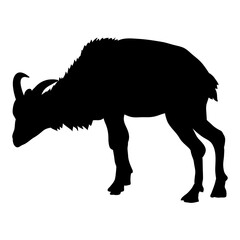 kambing sheep qurban sillhouette