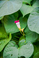 society garlic, treasure flowers, egyption star-cluster, lavenderBackyard Garden Hibiscus Morning Glory