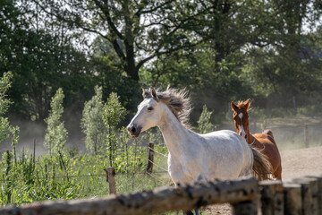 Horses enjoying live in paddock paradise horse