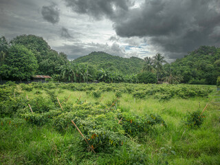 Kanchanaburi