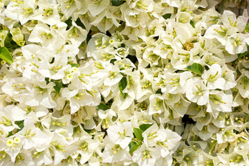White Bougainvillea has decorative leaves that look like a heart-shaped or oval shape, with many colors such as White, purple, red, pink, orange, blue, yellow a bouquet of flowers.