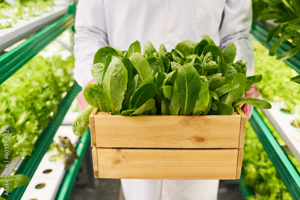 Poster close-up of wooden box with green spinach held by agronomist or worker of vertical farm in lab coat 