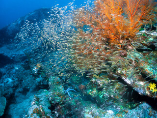 ocean reef coral seafan scuba diving fish solfcoral redcoral greedcoral openwater marine underwater...