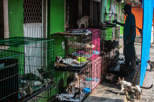 A cat groomer in Rumah Kucing Parung, a shelter for sick and injured abandoned cats in Bogor, West Java, Indonesia, on May 23, 2023