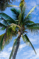 Beautiful coconut palm tree in a blue sky with many clouds.