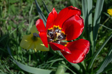 Tulip, flower, red, spring, nature