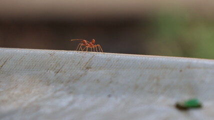 Red ants are looking for foods.