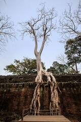 Ta Prohm Temple in Angkor Archaeological Park, Siem Reap, Cambodia