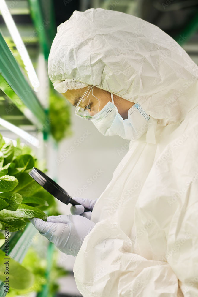 Aufkleber Side view of young female scientist in protective coiveralls using magnifying glass while studying new sort of spinach in hothouse