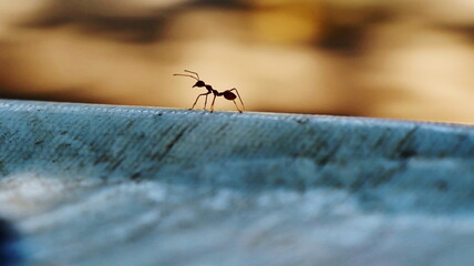 Red ants are looking for foods.