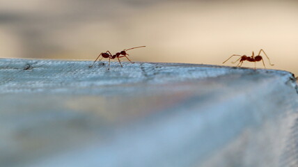 Red ants are looking for foods.