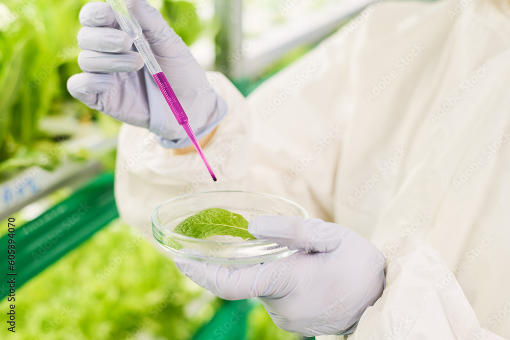 Poster close-up of gloved hands of scientist in protective coveralls dropping liquid substance on green lea