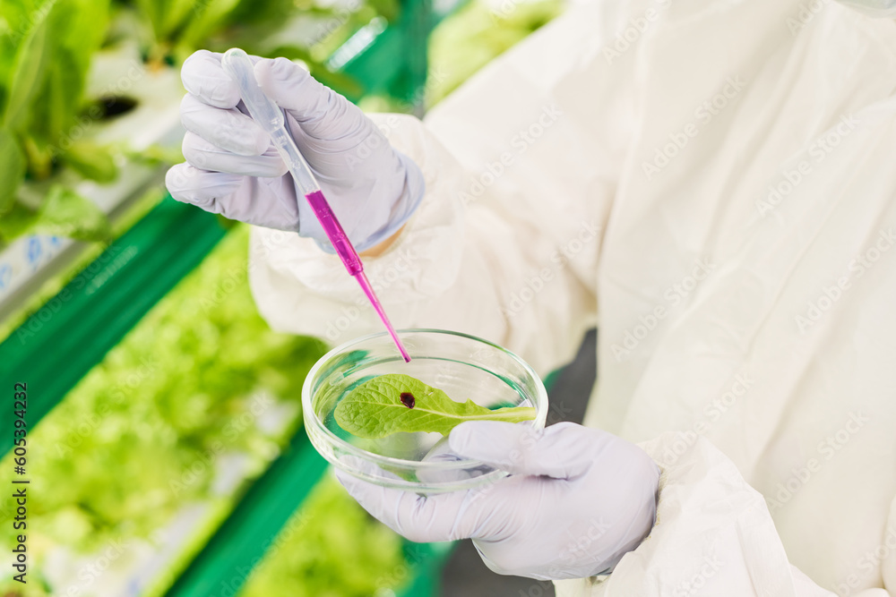 Poster gloved hands of researcher or biotechnologist dropping liquid substance on green leaf in petri dish 