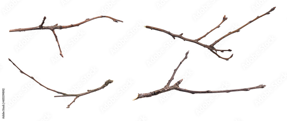 Wall mural dry twig on a transparent isolated background. png