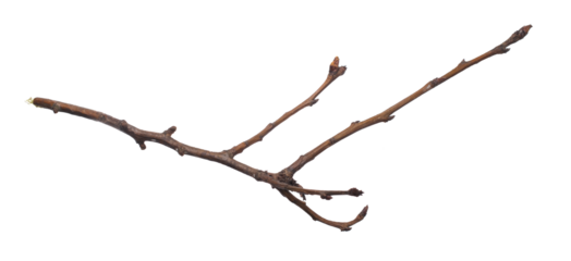 dry twig on a transparent isolated background. png