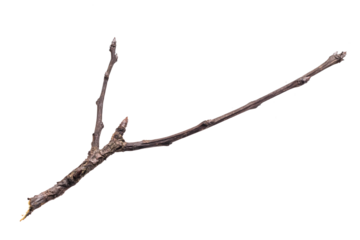 dry twig on a transparent isolated background. png
