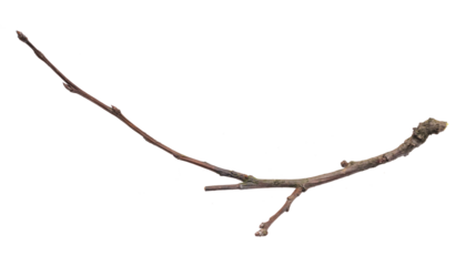 dry twig on a transparent isolated background. png