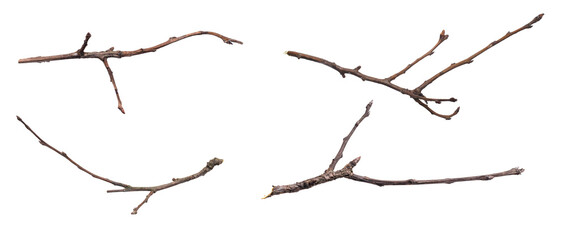 Fototapeta na wymiar dry twig on a transparent isolated background. png