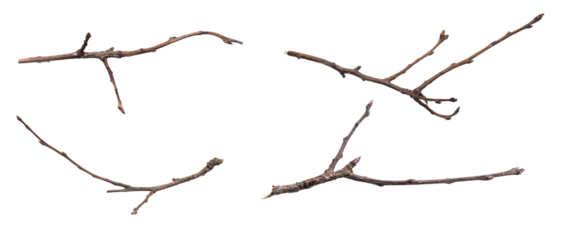 dry twig on a transparent isolated background. png