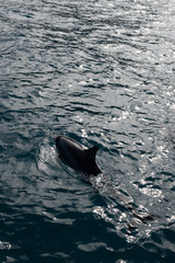 Delfin im Ozean. Delfinfinne im Wasser. 