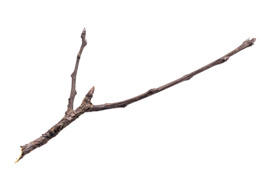 dry twig on a transparent isolated background. png