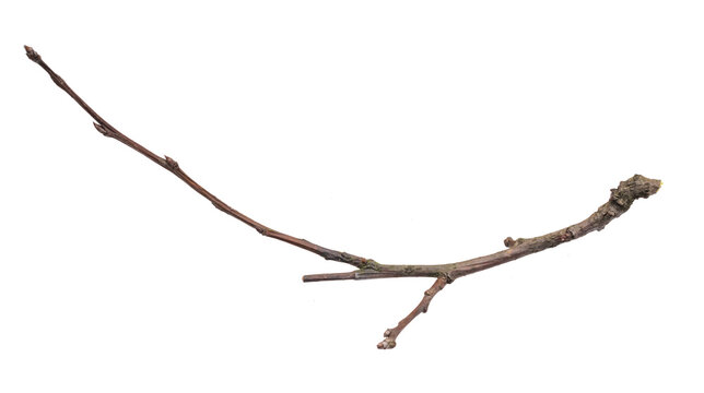 dry twig on a transparent isolated background. png