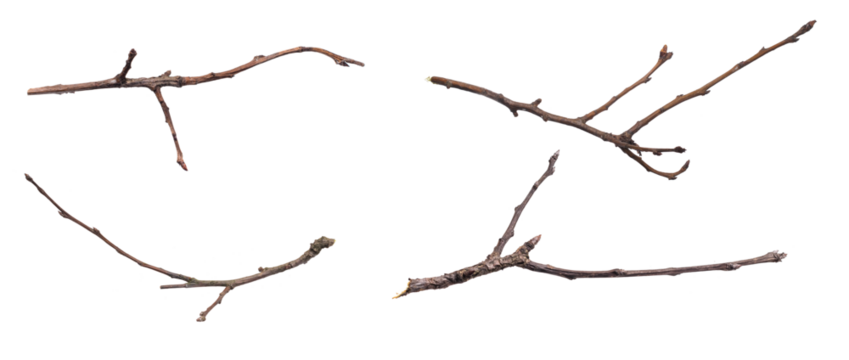 dry twig on a transparent isolated background. png